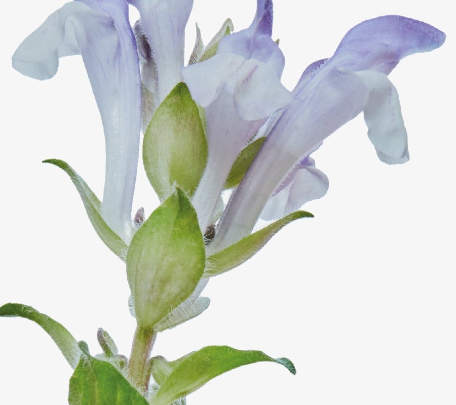 Scutellaria Alpina